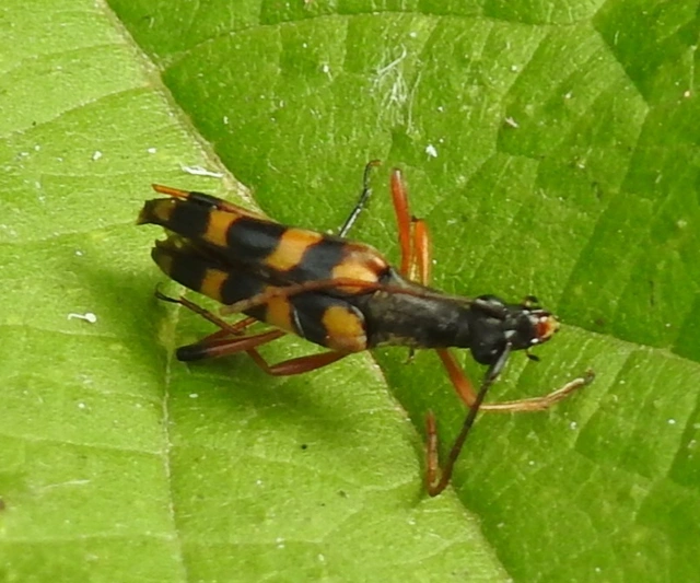 Strangalia attenuata - nyurgacincér