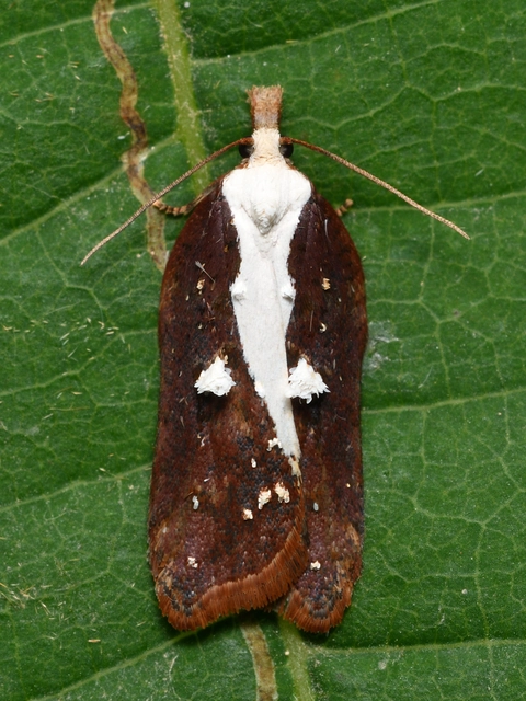 Acleris cristana - pamacsos levélmoly