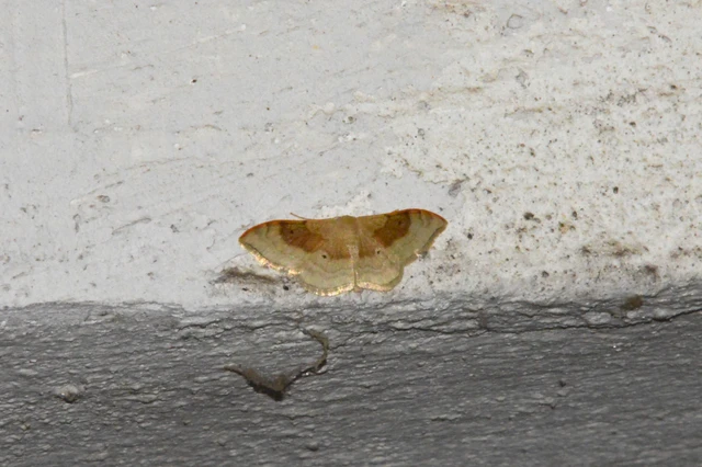 Idaea degeneraria - barnasávos araszoló