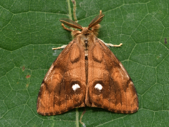 Orgyia antiqua - rozsdabarna kisszövő