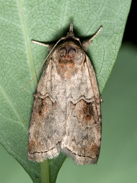 Nycteola asiatica - nyárfa-trapézbagoly