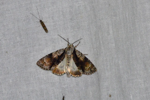 Acronicta alni - éger-szigonyosbagoly