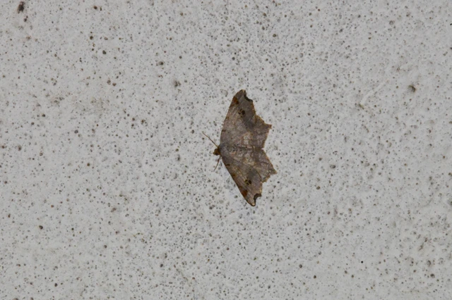 Macaria alternata - közönséges szürkearaszoló