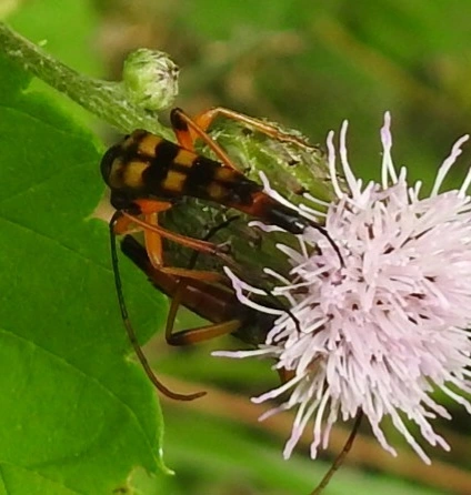Strangalia attenuata - nyurgacincér