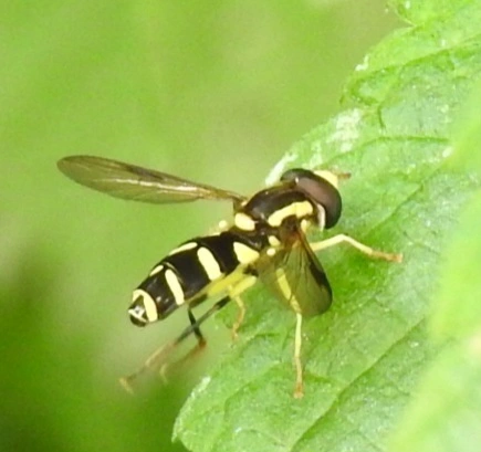 Xanthogramma