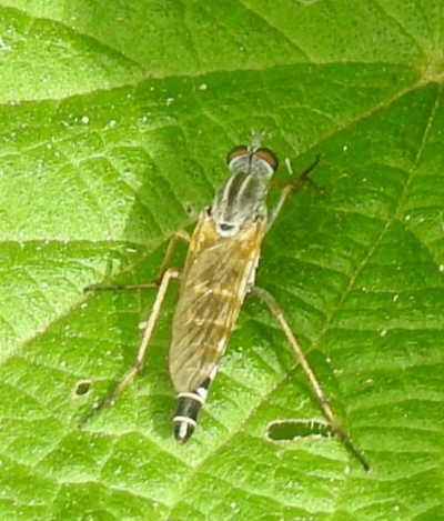 Therevidae - tőröslegyek