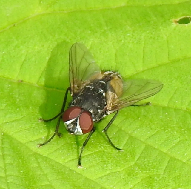 Muscidae - igazi legyek