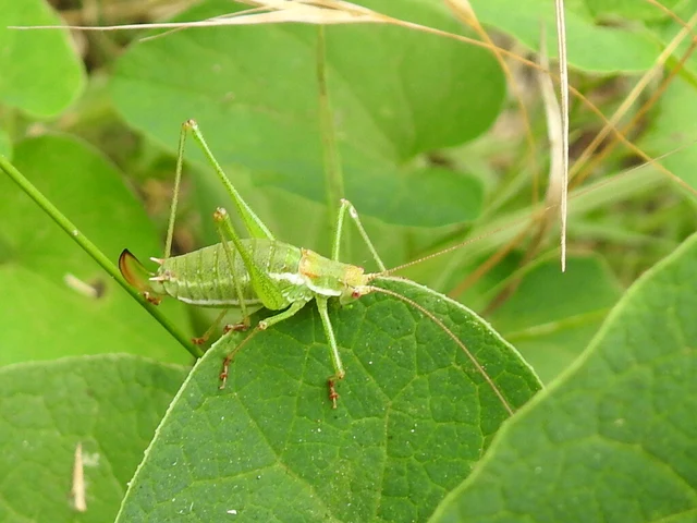 Leptophyes albovittata - közönséges virágszöcske