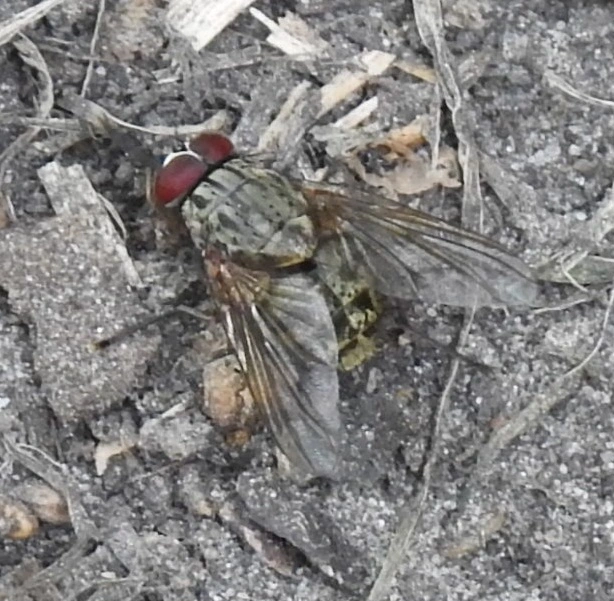 Phaonia