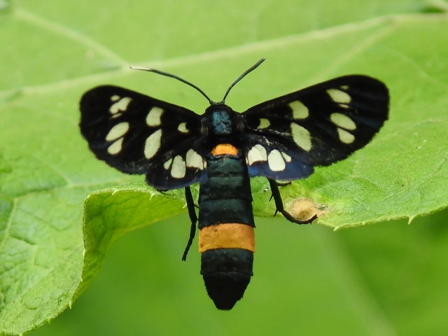 Amata phegea - fehérpettyes álcsüngőlepke