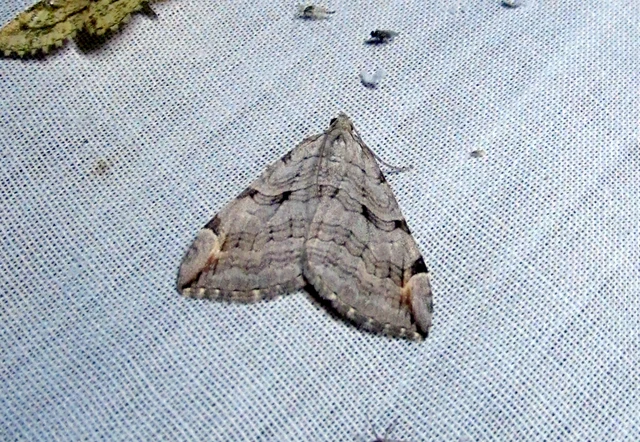 Aplocera efformata/plagiata