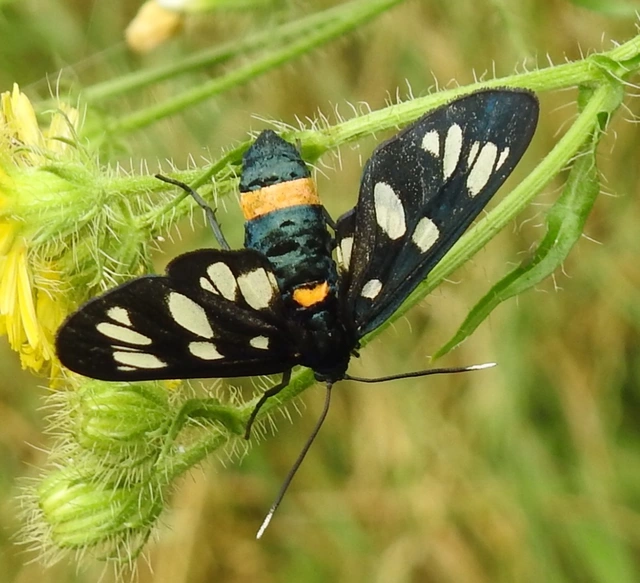 Amata phegea - fehérpettyes álcsüngőlepke