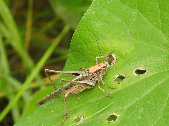 Platycleis