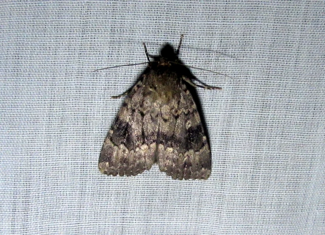 Amphipyra berbera/pyramidea