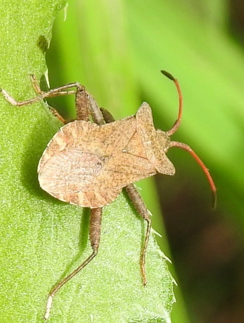 Coreus marginatus - közönséges karimáspoloska