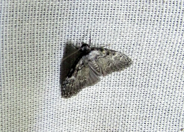 Meganola strigula - hamvas pamacsosszövő