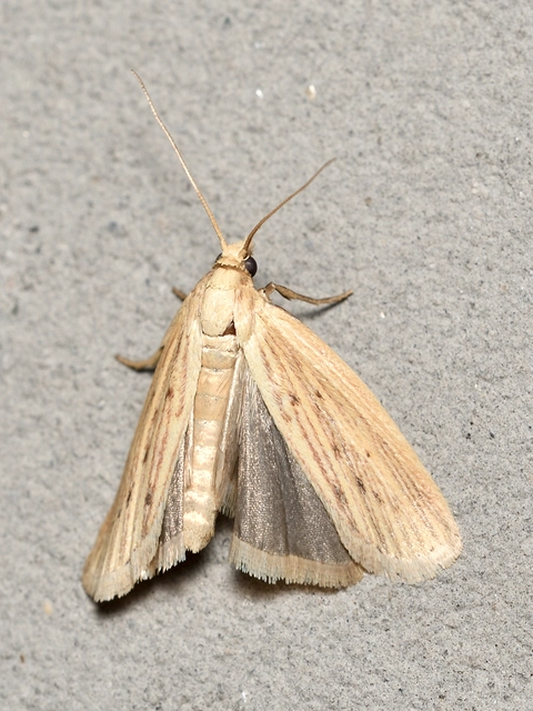 Ematheudes punctella - kúposfejű karcsúmoly