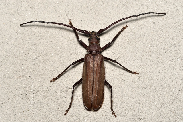 Aegosoma scabricorne - diófacincér
