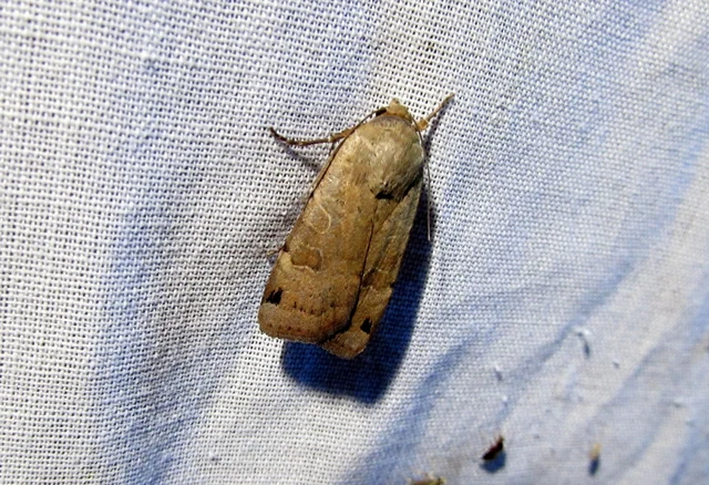 Noctua orbona - foltos sárgafűbagoly