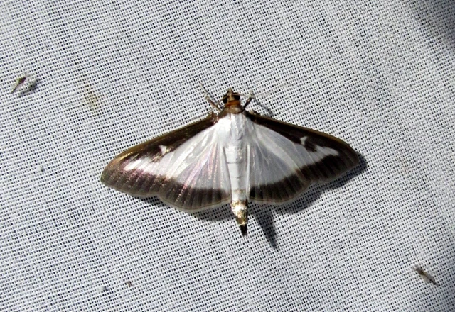 Cydalima perspectalis - puszpáng-tűzmoly