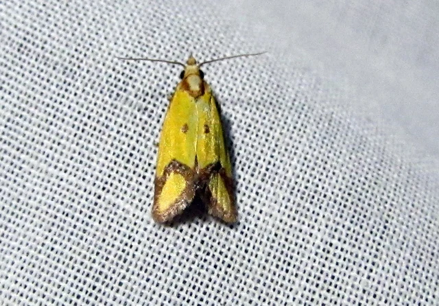 Agapeta zoegana - barnacsíkos sárgamoly