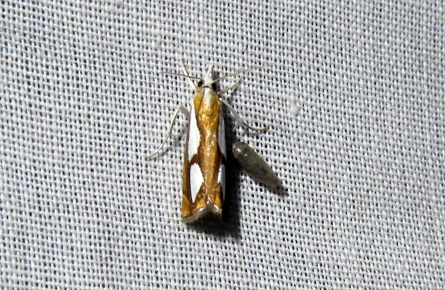 Catoptria
