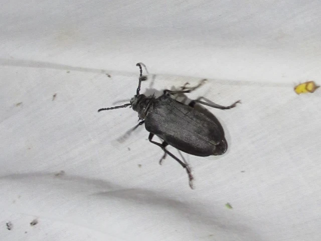 Prionus coriarius - csőszcincér