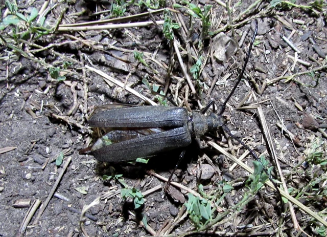 Aegosoma scabricorne - diófacincér