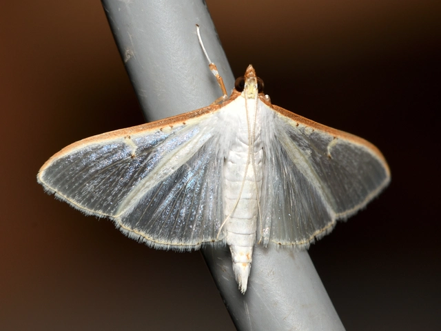 Palpita vitrealis - hófehér tűzmoly