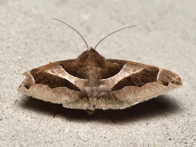 Dysgonia algira - déli porcelánbagoly