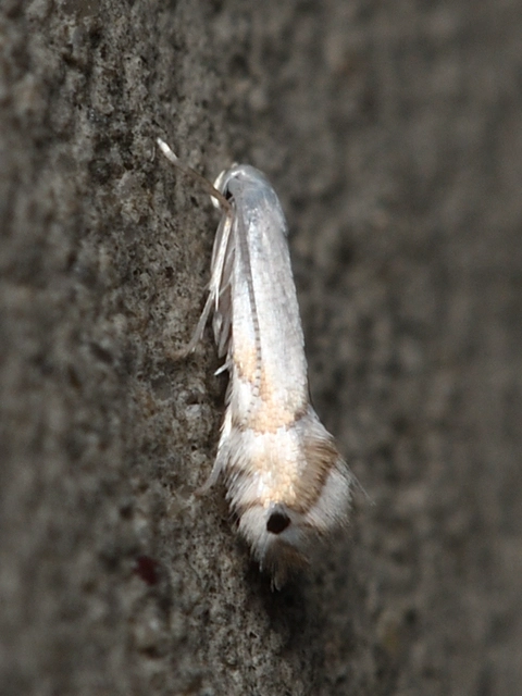 Phyllocnistis