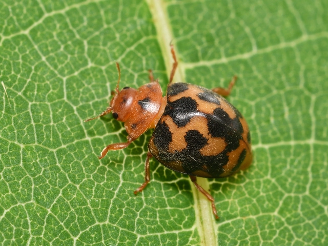 Subcoccinella vigintiquatuorpunctata - lucernaböde