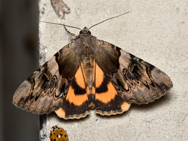 Catocala fulminea - galagonya-övesbagoly