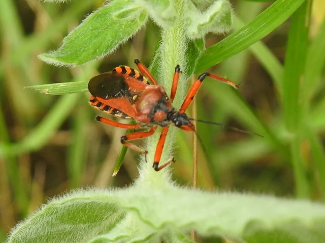 Rhynocoris iracundus - közönséges gyilkospoloska