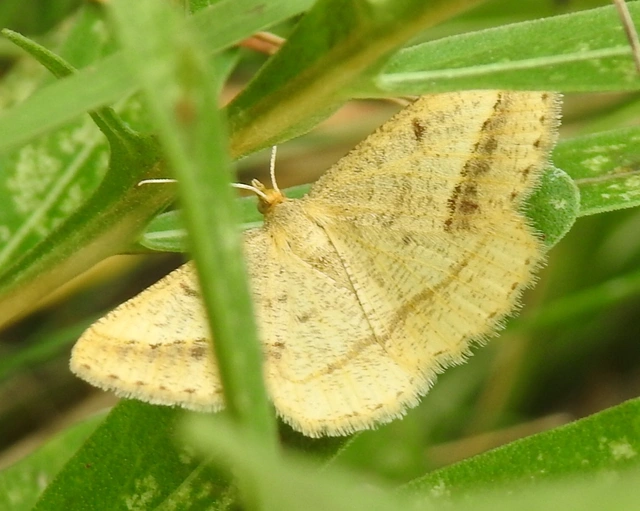 Tephrina arenacearia - lucerna-araszoló