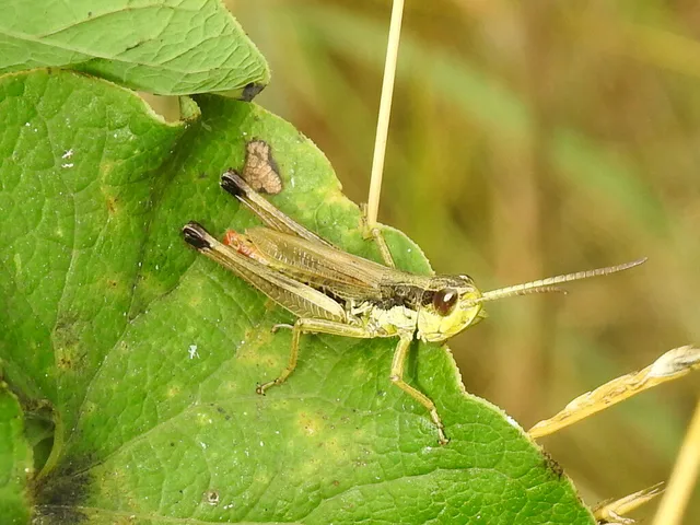 Pseudochorthippus parallelus - közönséges rétisáska