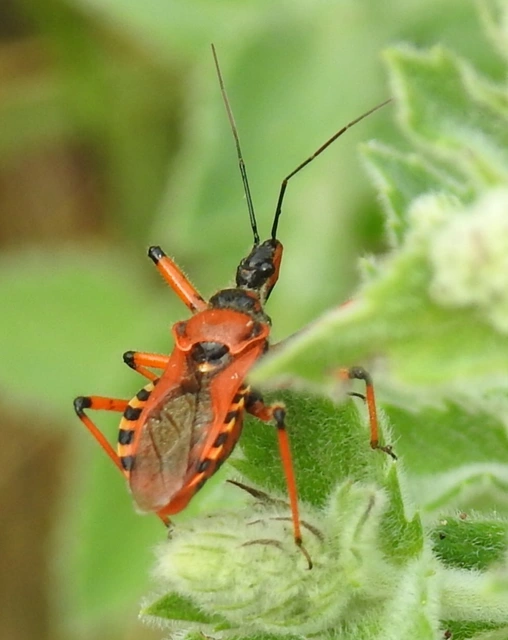 Rhynocoris iracundus - közönséges gyilkospoloska