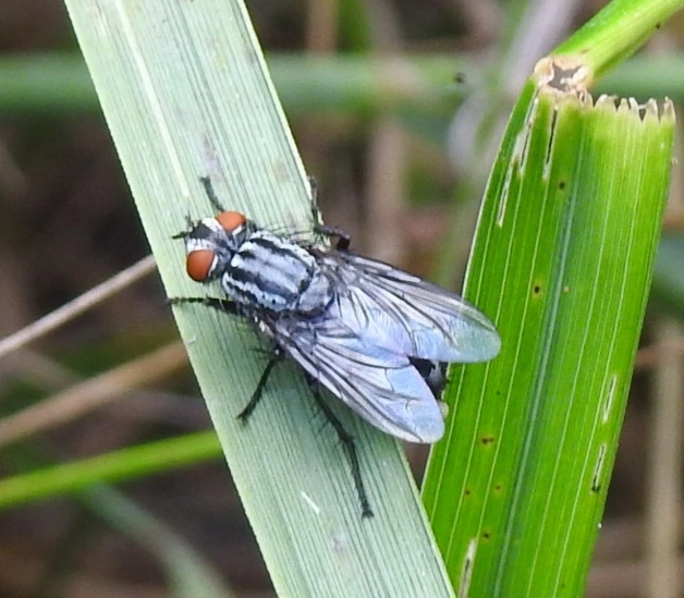 Sarcophagidae - húslégyfélék