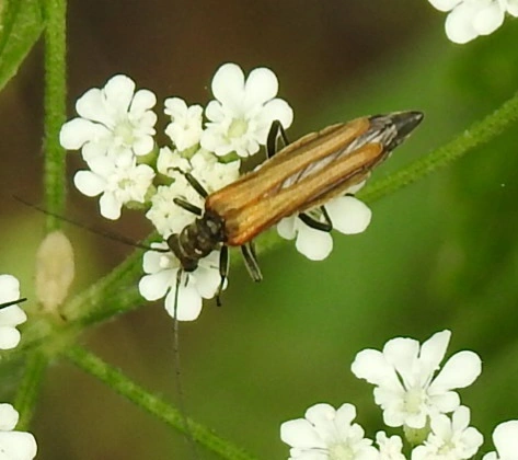 Oedemera femorata - sárgahátú álcincér