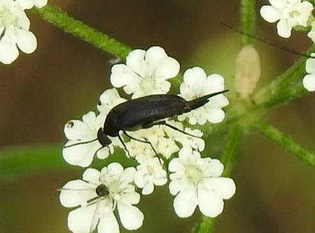 Mordellidae - marókafélék