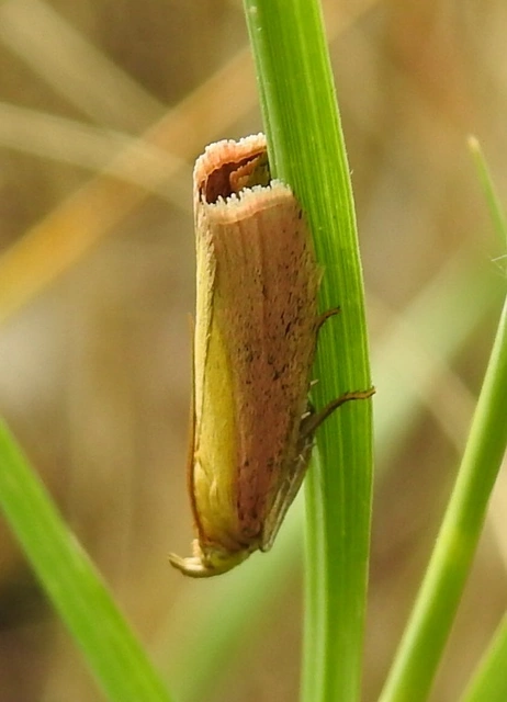 Oncocera semirubella - lucernamoly
