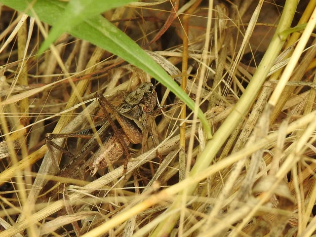Platycleis