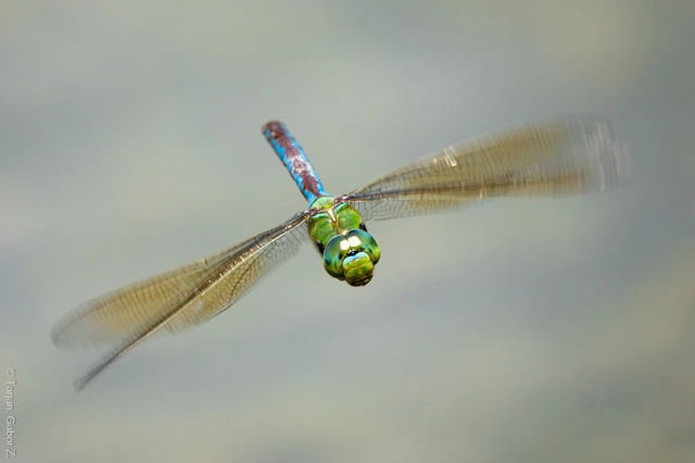 Anax imperator - zöld óriásacsa