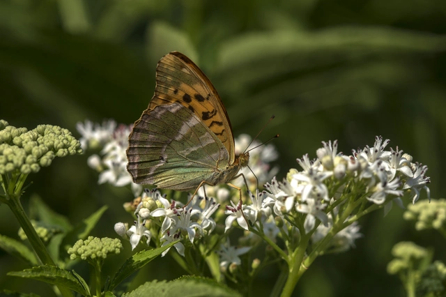 Argynnis paphia - nagy gyöngyházlepke