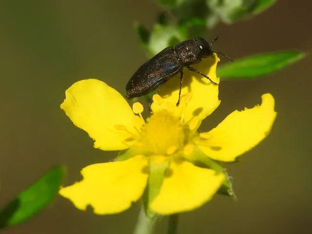 Anthaxia quadripunctata - fekete virágdíszbogár Anthaxia quadripunctata - fekete virágdíszbogár