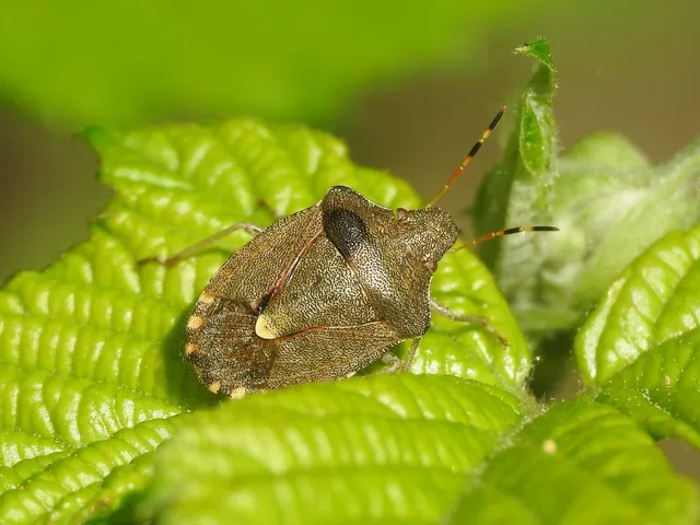 Peribalus strictus - tavaszi címerespoloska Peribalus strictus - tavaszi címerespoloska