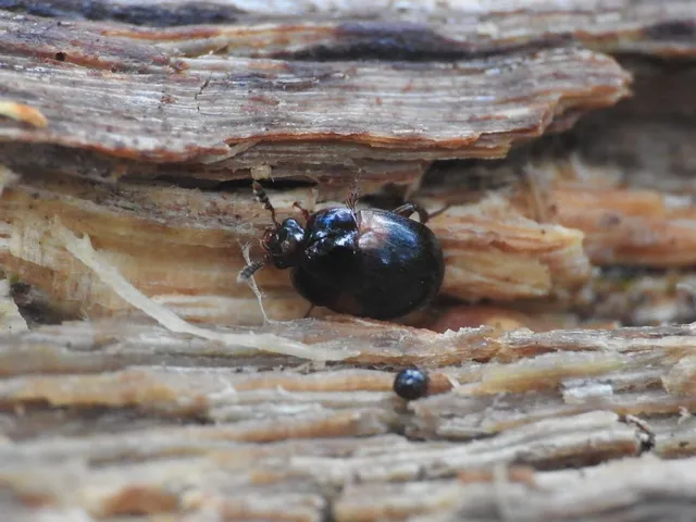 Anisotoma humeralis - vörösvállú gombabogárka Anisotoma humeralis - vörösvállú gombabogárka