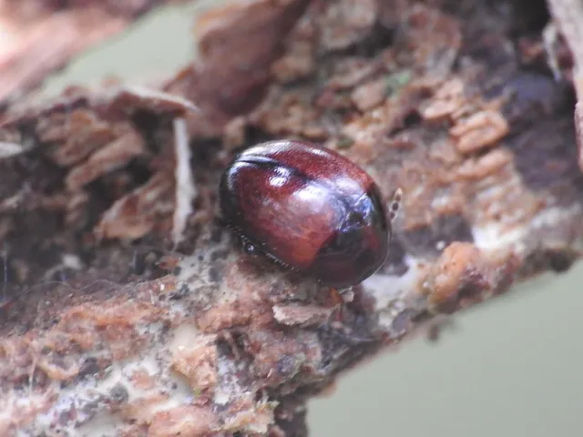 Leiodidae - pecebogárfélék Leiodidae - pecebogárfélék