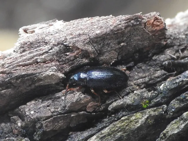 Mycetochara maura - fekete taplász