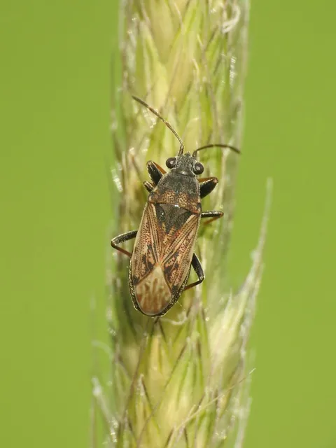 Peritrechus gracilicornis - vékonycsápú feketésbodobács